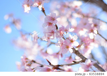 桜の花 63538894