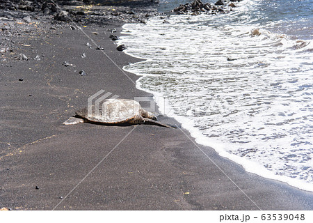プナルウ黒砂海岸で海亀の日向ぼっこ♪ 63539048