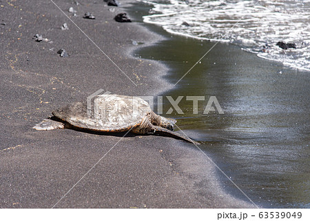 プナルウ黒砂海岸で海亀の日向ぼっこ♪ 63539049