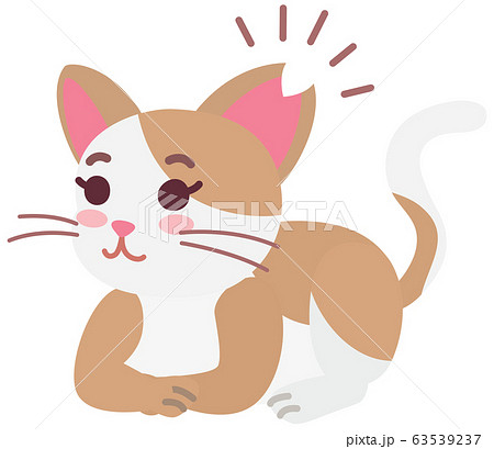 不妊手術と耳カットをした地域猫の女の子 不妊手術と耳カットをした地域猫の女の子 63539237