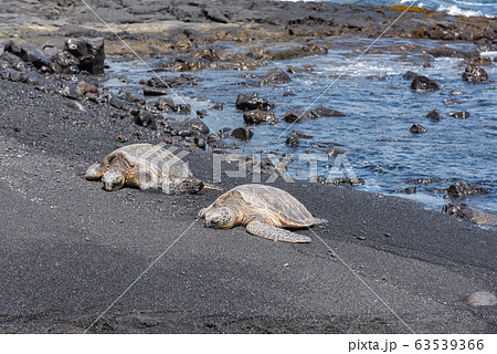 プナルウ黒砂海岸で海亀日向ぼっこ♪ 63539366