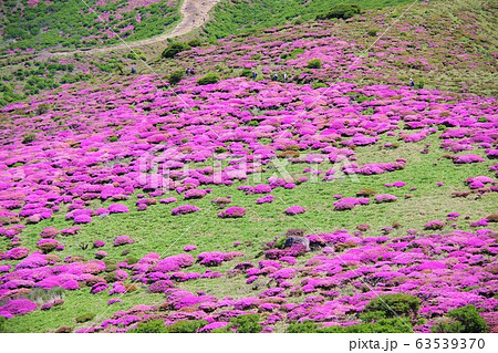 大分県 扇ヶ鼻に咲く満開のミヤマキリシマ 大分県 扇ヶ鼻に咲く満開のミヤマキリシマ 63539370