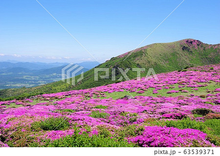大分県　扇ヶ鼻から星生山とミヤマキリシマを望む 63539371
