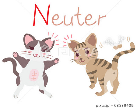 地域猫tnrの説明イラスト Neuterのイラスト素材
