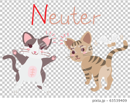 地域猫TNRの説明イラスト　Neuter 63539409