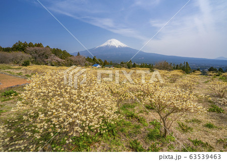 富士山　ミツマタの花　【静岡県】 63539463
