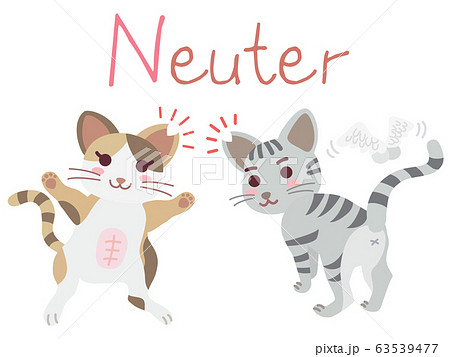 地域猫耳カットneuter サバ三毛のイラスト素材