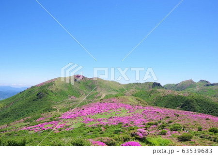 大分県 ミヤマキリシマが咲く扇ヶ鼻と星生山 大分県 ミヤマキリシマが咲く扇ヶ鼻と星生山 63539683