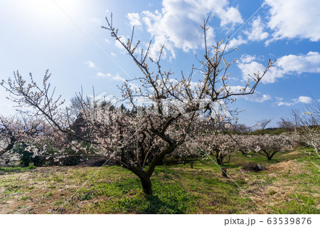 堤梅団地の梅の花 宮城大河原 堤梅団地の梅の花 宮城大河原 63539876