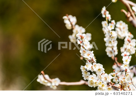 堤梅団地の梅の花 宮城大河原 堤梅団地の梅の花 宮城大河原 63540271