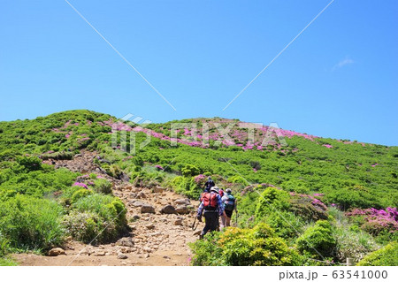 大分県 ミヤマキリシマの咲く扇ヶ鼻を歩く登山客 大分県 ミヤマキリシマの咲く扇ヶ鼻を歩く登山客 63541000