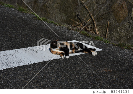 路上の三毛猫 63541152