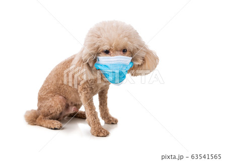 Pet dog poodle with face mask  to protect against flu virus  63541565