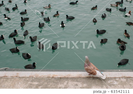A pigeon stands on a concrete shore amid ducks floating in the water A pigeon stands on a concrete shore amid ducks floating in the water 63542111