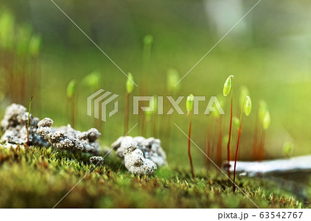 Small moss plant on the ground with selective focus Small moss plant on the ground with selective focus 63542767