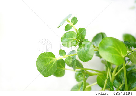 クレソン 63543193