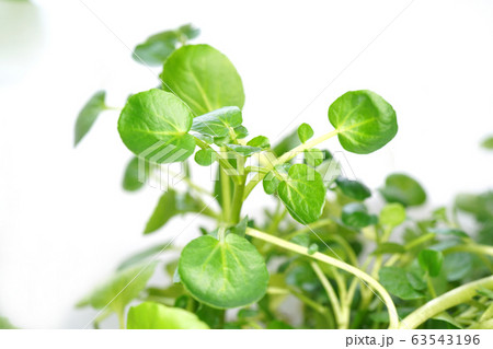 クレソン 63543196