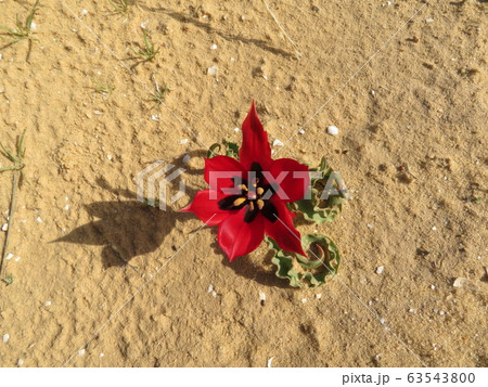 砂漠に咲く野生のチューリップの写真素材