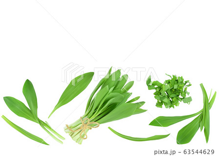 Ramson leaves isolated on white background with clipping path and full depth of field, Top view with copy space for your text. Flat lay Ramson leaves isolated on white background with clipping path and full depth of field, Top view with copy space for your text. Flat lay 63544629
