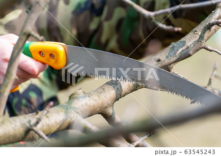 Spring pruning of trees. Orchard care Spring pruning of trees. Orchard care 63545243