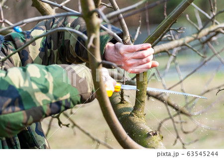 Spring pruning of trees. Orchard care Spring pruning of trees. Orchard care 63545244