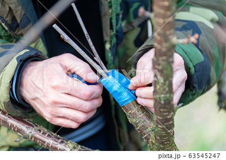 Spring grafting of trees . Spring grafting of trees . 63545247