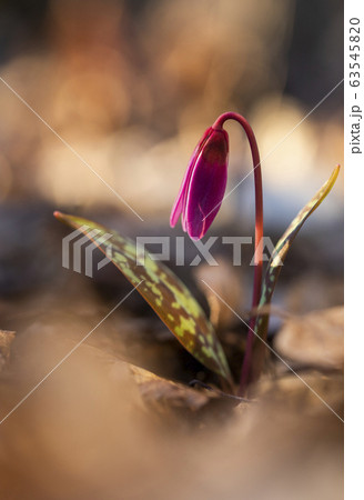 erythronium dens-canis or the dog's-tooth-violet 63545820