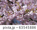河津桜 63545886