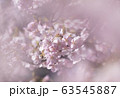河津桜 63545887