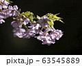 河津桜 63545889