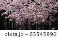河津桜 63545890