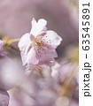 河津桜 63545891