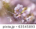 河津桜 63545893