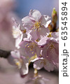 河津桜 63545894