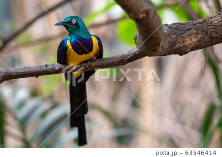 Golden breasted Starling, Cosmopsarus regius, 63546414