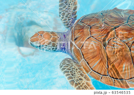 Sea turtles looking from the water in the reserve Sea turtles looking from the water in the reserve 63546535