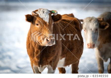 cows in russian steppe by winter 63546550