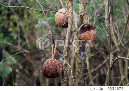 Beautiful bird nest made from coconut shell Beautiful bird nest made from coconut shell 63546744