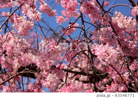 満開直前になった妙正寺川のシダレザクラ（2） 63546771