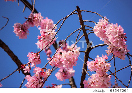 妙正寺川沿いに咲く濃いピンク色のシダレザクラ（2） 63547064
