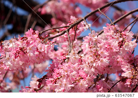 妙正寺川沿いに咲く濃いピンク色のシダレザクラ（5） 63547067