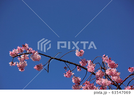 妙正寺川沿いに咲く濃いピンク色のシダレザクラ（7） 63547069