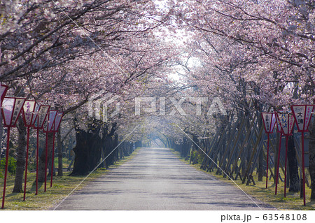 母智丘神社の桜	 63548108