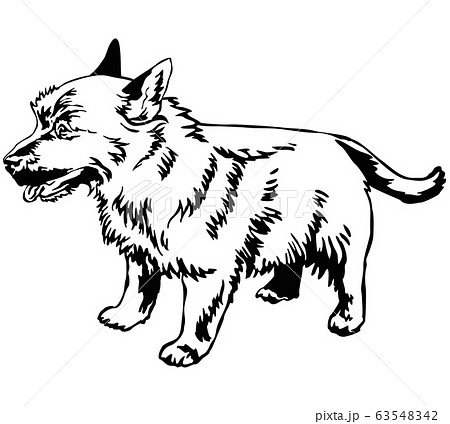 Decorative standing portrait of dog Norwich 63548342