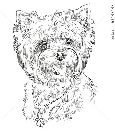 Hand Drawing Vector Portrait Of Yorkshire Terrierのイラスト素材 Hand Drawing Vector Portrait Of Yorkshire Terrierのイラスト素材