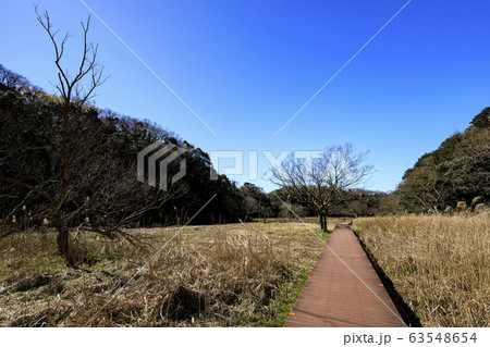 湿原 湿原 63548654