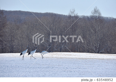 助走を始めるタンチョウ（北海道・鶴居） 63548952