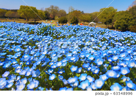 森林公園のネモフィラの写真素材