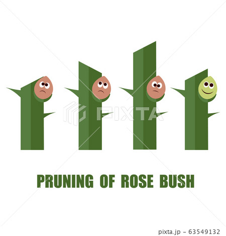 Correct and wrong ways to prune roses Correct and wrong ways to prune roses 63549132