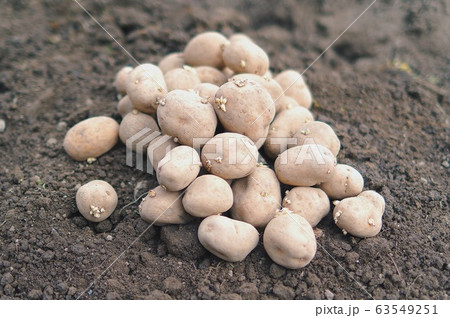 ジャガイモ 種イモの写真素材